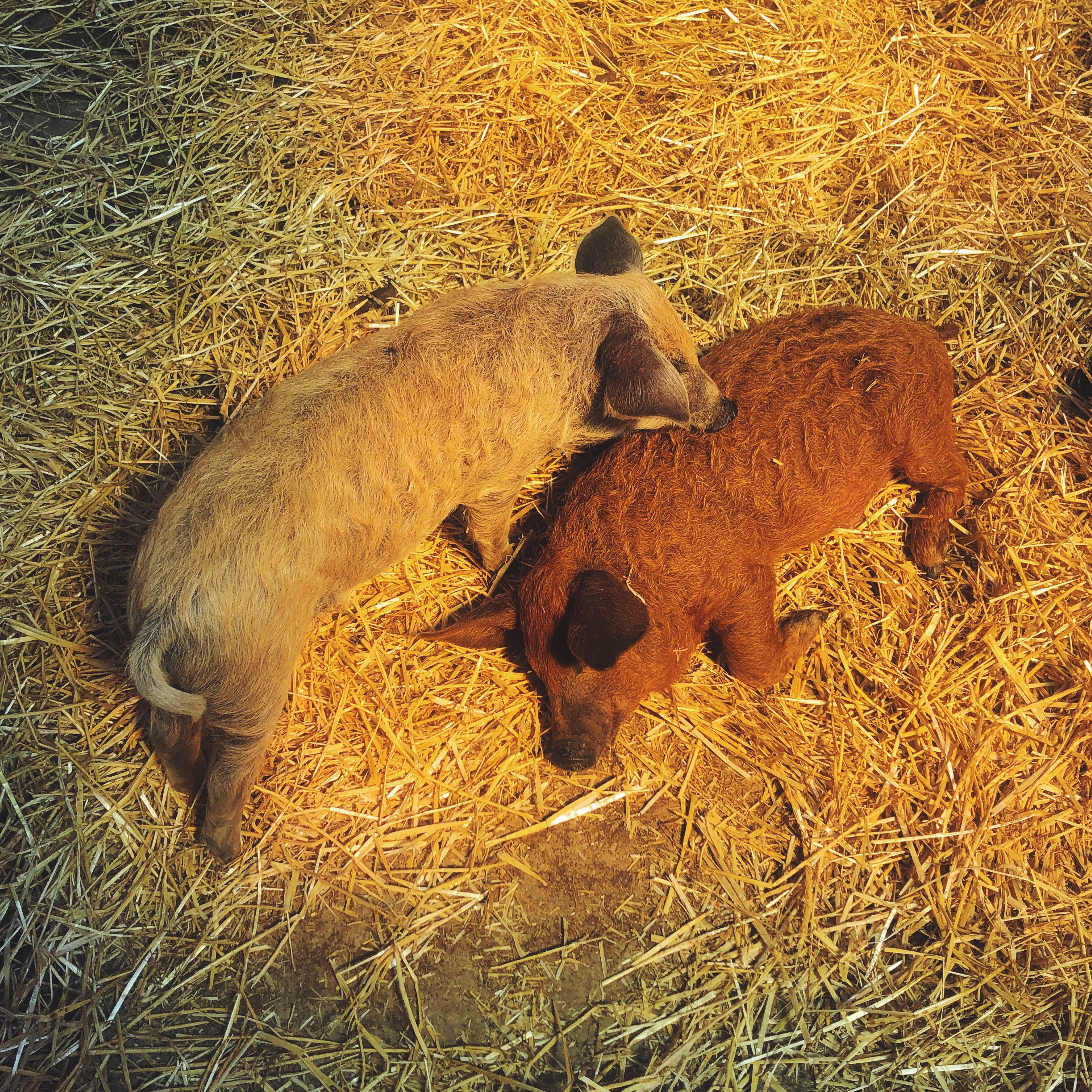 Piglets