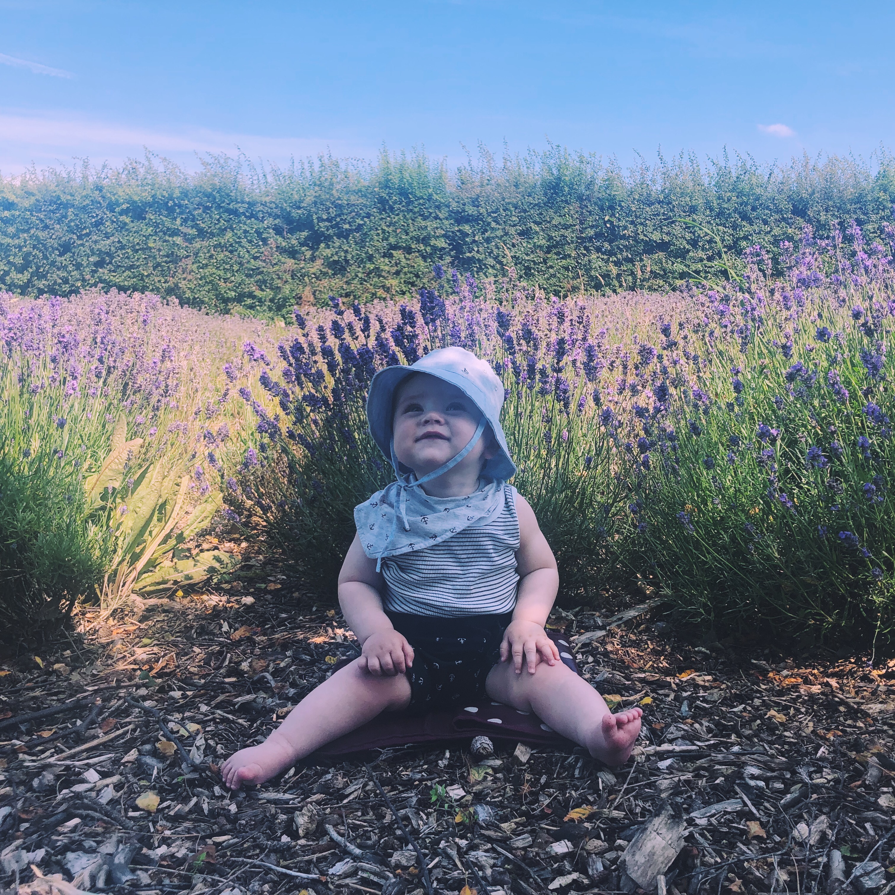 Baby lavender 
