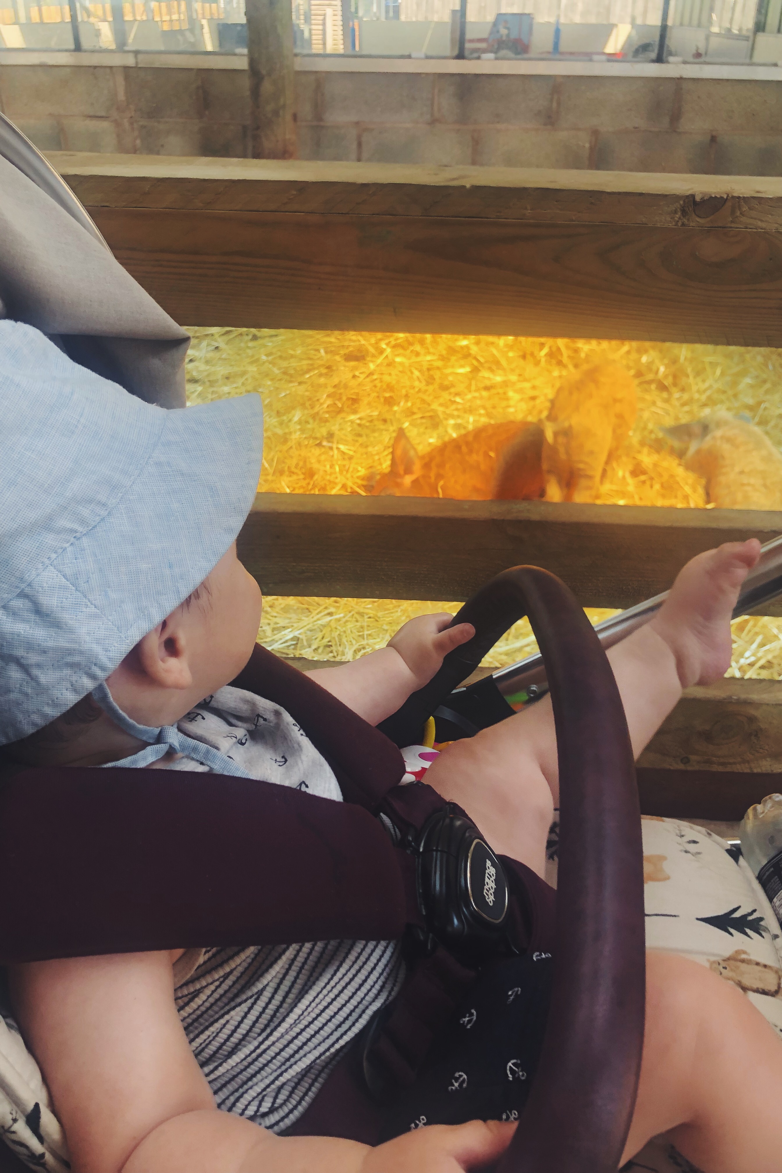 Baby and piglets 