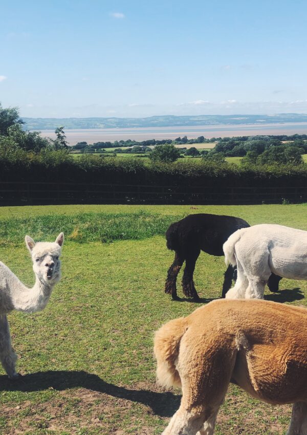 Family fun at Church Farm Park